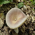 Smakelijke russula